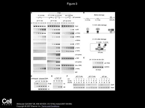 An Acetylation Switch in p53 Mediates Holo-TFIID Recruitment - ppt download