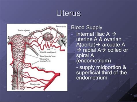 Maternal Anatomy And Physiology