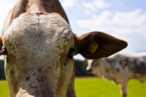 Free Images Wildlife Pasture Fauna Close Up Bull Dairy Cow Zebu