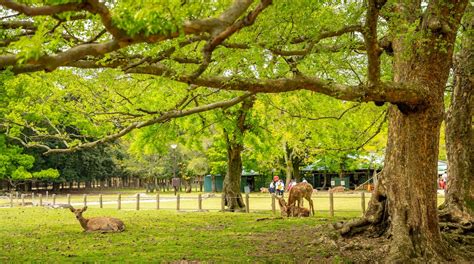 Nara Park Tours - Book Now | Expedia