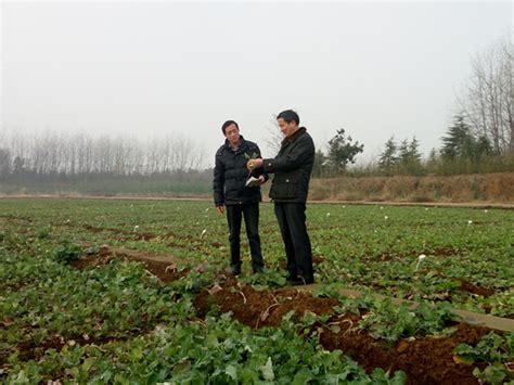 我校教师调研指导滁州市油菜生产 资源与环境学院