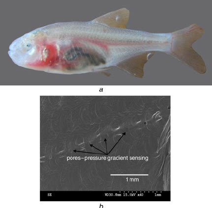 Blind cave characin – a fish species that entirely relies on its ...