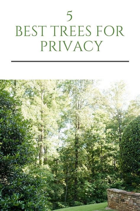 Top 5 Privacy Trees for Backyard that Give Evergreen Color! | Privacy ...