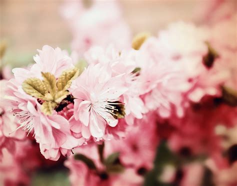 Sakura Free Stock Photo Public Domain Pictures