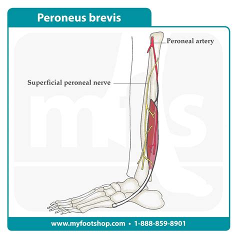 Peroneus Brevis Muscle | Lower extremity anatomy | MyFootShop.com