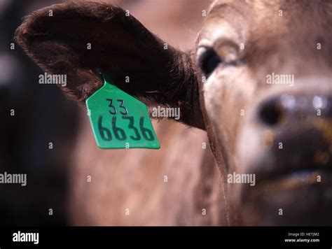 Une Vache Dans L Alimentation Des Bovins D Un Lot Avec Une Tiquette D