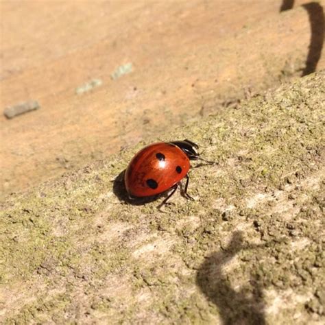 Seven Spotted Lady Bird Project Noah