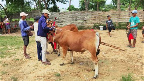 Latihan Karapan Sapi Di Lapangan Asemanis Ada Tim Kelabeng Sakti Dan