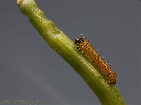 Orange tip butterfly caterpillar 1 day old photo - WP38388