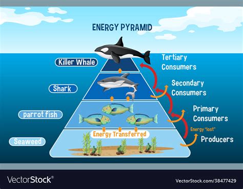 Diagram Showing Arctic Energy Pyramid Royalty Free Vector