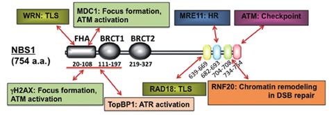 The Structure And Protein Interactions Of Human Nbs Nbs Contains