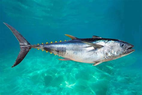 Peixe Atum características alimentação e sua reprodução