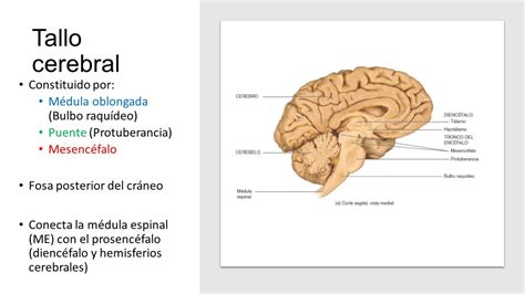 Lesf 22 Tallo Cerebral Tronco Encefálico Snell Rs 2014