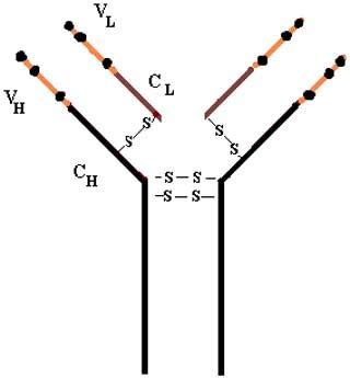 Fig Structure And Mechanism Of Action Of Bevacizumab The Humanised