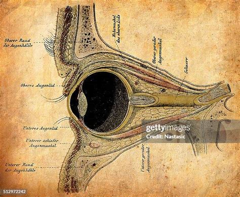 Cornea Diagram Photos and Premium High Res Pictures - Getty Images