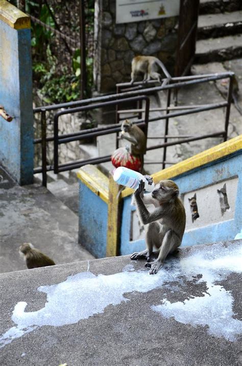 Monkeys at Batu Caves stock image. Image of hindu, asia - 49858779