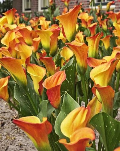 Zantedeschia Royal Pumpkin Calla Lily Bulwa 20 Wild Lilly