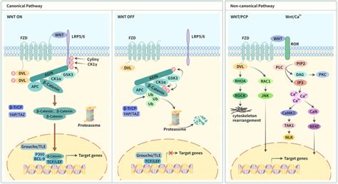 Schematic Interpretation Of Canonical And Noncanonical Wnt Pathway Download Scientific Diagram