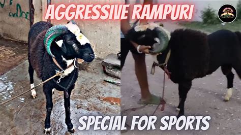 Pure Quality Rampuri Sheep Available Contact 7569102977 YouTube