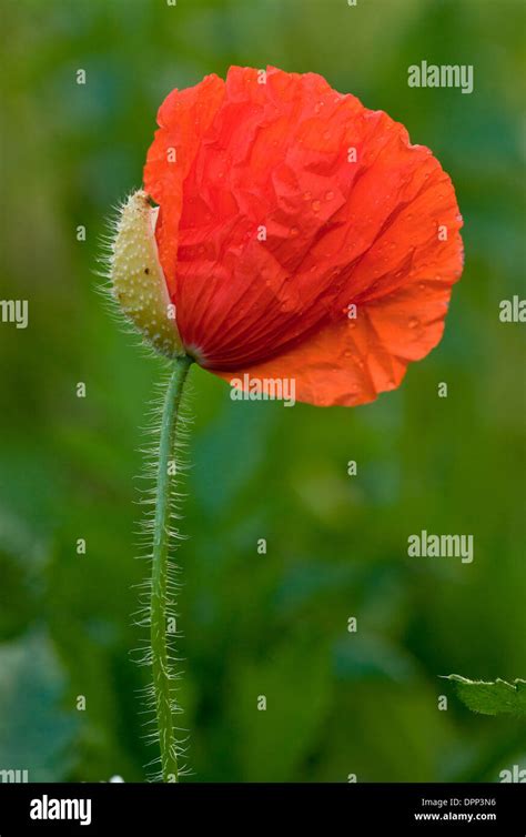 Papaver Rhoeas Bud Sepal Petals Hi Res Stock Photography And Images Alamy