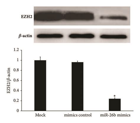 Mir 26b Directly Controls Ezh2 Expression In Hlecs A Ezh2 And