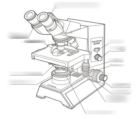 Compound Microscope Diagram Quizlet