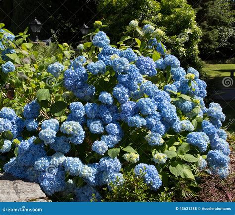 Buisson Bleu D Hortensia Photo Stock Image Du Herbe