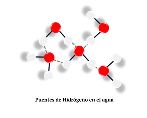 Como Se Forman Los Puentes De Hidrogeno En El Agua