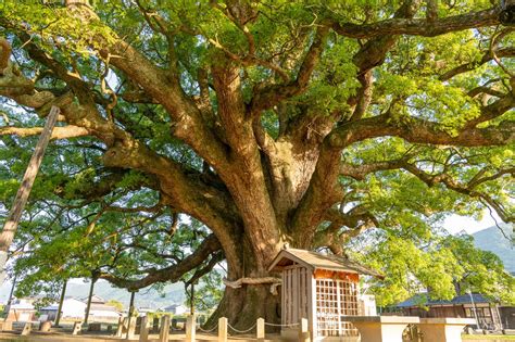 加茂の大クス 巨木の世界