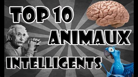 Top Animaux Les Plus Intelligents Youtube