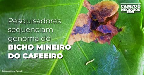 Pesquisadores Sequenciam Genoma Do Bicho Mineiro Do Cafeeiro Revista