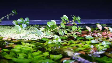 Dutch Aquarium Footage Videos And Clips In Hd And 4k