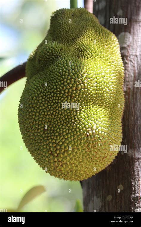 Jackfruit Curry Sri Lanka Hi Res Stock Photography And Images Alamy