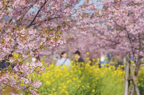 2024年2月18日（日） 五ヶ瀬川堤防開花情報（晴） 延岡花物語 2024