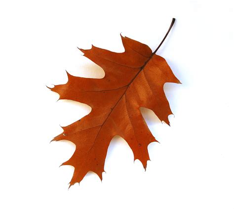 Oak Leaf Vector - Cliparts.co