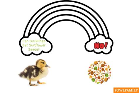 Can Ducks Eat Sunflower Seeds Healthy With 5 Notable Nutrients