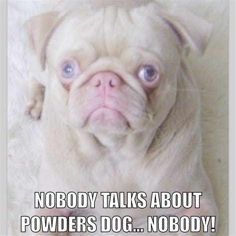 Pug albino meme | Pugs, Dogs, Albino