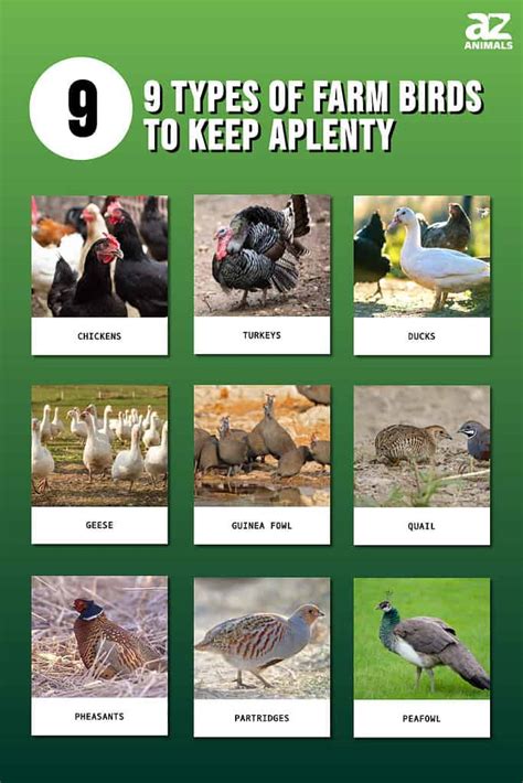 9 Types of Farm Birds to Keep Aplenty - A-Z Animals