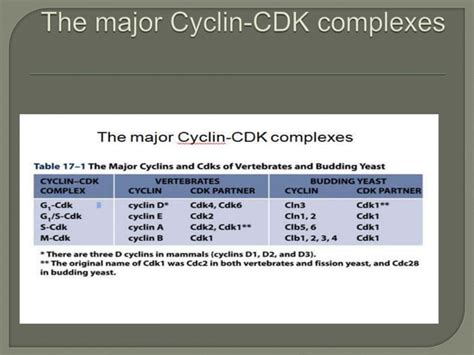 Cell cycle and its regulation | PPT