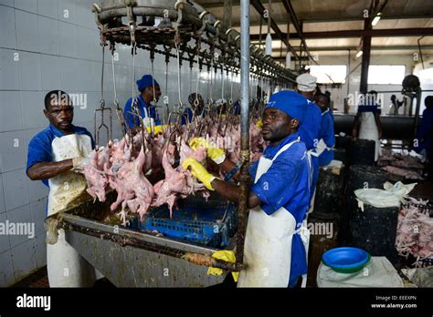 MOZAMBIQUE, Chimoio, chicken farm and slaughterhouse Agro-Pecuaria Abilio Antunes, processing of ...