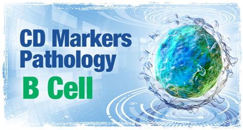 Human Clusters Of Differentiation CD Markers Pathology Laboratory