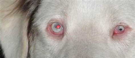 Cataracts in Dogs: Causes, Signs, and Treatment - Dr. Elliot - Pet ...