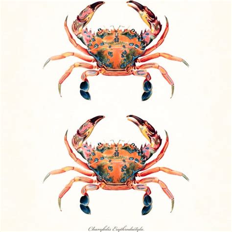 Vintage Crab Print No 10 Giclee Art Print Nautical Art Etsy