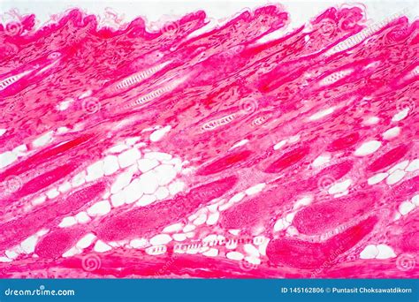 Skin Tissue Under Microscope