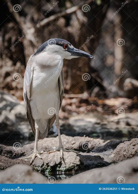 Garza Nocturna Coronada En El Santuario De Aves Colombianas Ubicado En