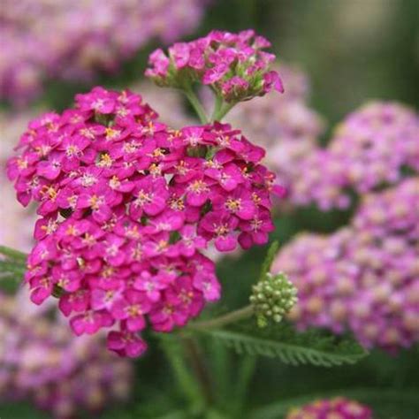 Achillea Millefolium Milenrama Milhojas Medicinal Plantas De Rocalla