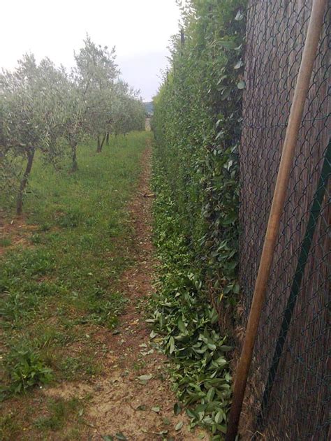 Alberi E Siepi La Giusta Distanza Dal Confine Consigli Su Come