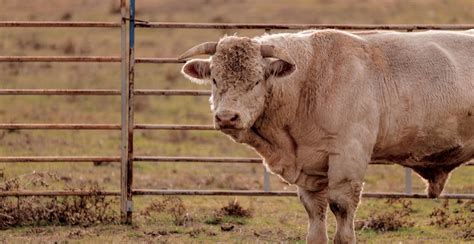 Obtención y evaluación del semen bovino Una puesta al día Issuu