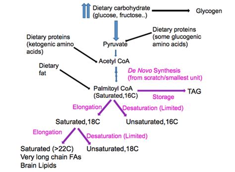 Fatty Acid Synthesis