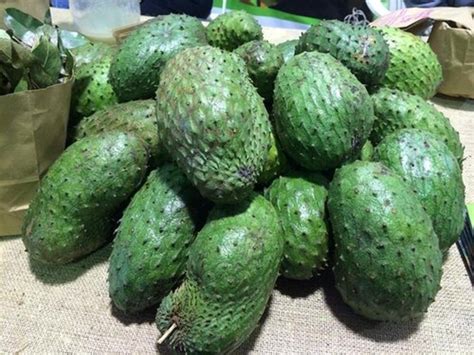 A Grade Fresh Ramphal Fruit Soursop Fights Cancer At Rs 450kg In